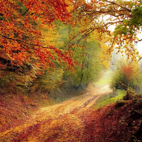 La route de Soi